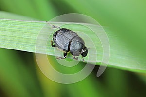 Onthophagus - dung beetle.