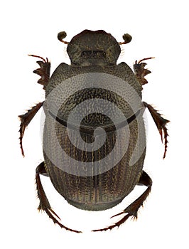 Onthophagus ruficapillus photo