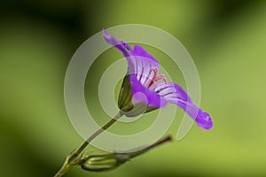ontted Crane\'s-bill, Geranium nodosum