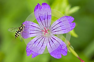 ontted Crane\'s-bill, Geranium nodosum