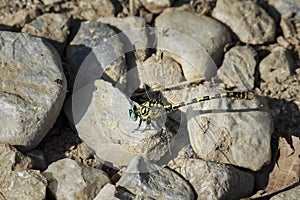 Onychogomphus forcipatus, the small pincertail or green-eyed hook-tailed dragonfly