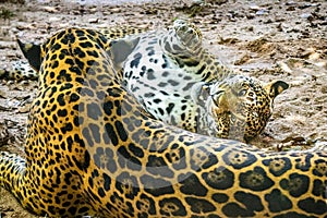 OnÃÂ§a-pintada (Panthera onca) at the zoo in Marechal Floriano, Espirito Santo state. February 12, 2023 photo