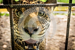 OnÃÂ§a-pintada (Panthera onca) at the zoo in Marechal Floriano, Espirito Santo state. February 12, 2023 photo