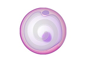 Oocyte as an immature egg