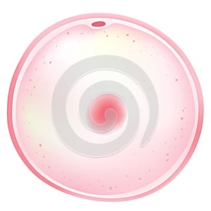 An oocyte is an immature egg.