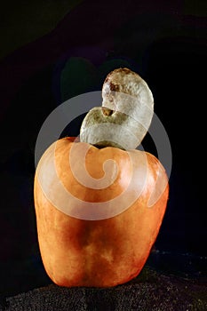 OOD cashew nut ripe fruit on black background studio shot