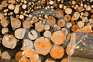 Oodles cut hornbeam logs as firewood