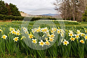 Oodles of daffodils adorn the hills at Gibbs Gardens in Georgia photo