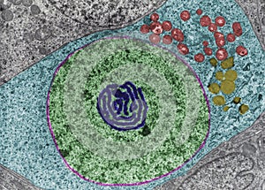 Oogonium. Nucleolus. FaLse colour TEM