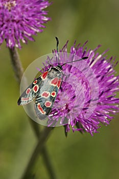 Oogvlek-sint-jansvlinder, Zygaena carniolica