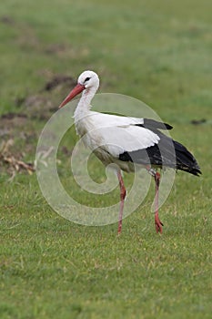 Ooievaar, White Stork, Ciconia ciconia