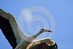 Ooievaar, White Stork, Ciconia ciconia