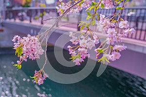 Ooka River Promenade Sakura