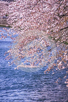 Ooka River Promenade Sakura