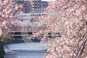 Ooka River Promenade Sakura