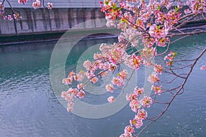 Ooka River Promenade Sakura