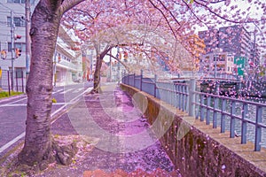 Ooka River Promenade Sakura