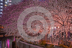 Ookigawa Night Sakura