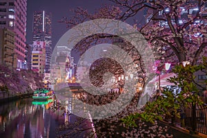 Ookigawa Promenade Night Sakura Image