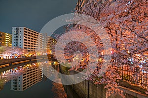 Ookigawa Promenade Night Sakura Image