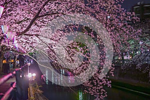 Ookigawa Promenade Night Sakura Image