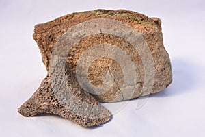 Oolite Rock From Colorado