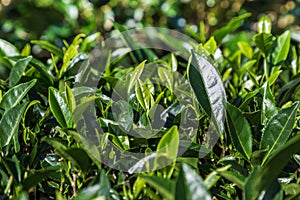 Tè foglie sul un albero piantagione 