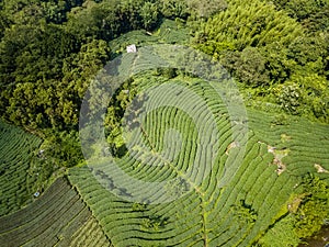 Oolong Tea Plantation in Alishan Area, Taiwan. Aerial View