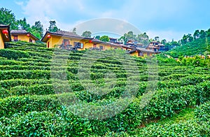 Oolong tea plantation, Ban Rak Thai Chinese Yunnan tea village, Thailand