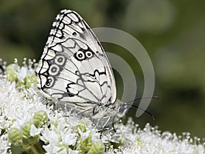 Oostelijk dambordje, Balkan Marbled White, Melanargia larissa