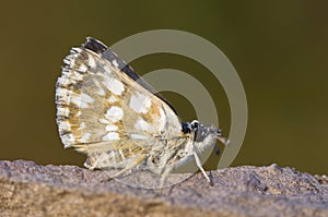 Oostelijk kalkgraslanddikkopje, Orbed Red Underwing Skipper