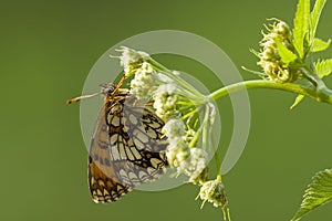 Oostelijke parelmoervlinder, Assmann's Fritillary