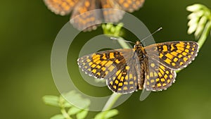 Oostelijke parelmoervlinder, Assmann's Fritillary