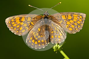 Oostelijke parelmoervlinder, Assmann's Fritillary