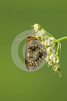 Oostelijke parelmoervlinder, Assmann's Fritillary