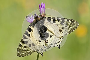 Oostelijke pijpbloemvlinder, Eastern Festoon, Zerynthia cerisy