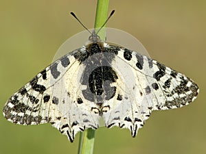 Oostelijke pijpbloemvlinder, Eastern Festoon, Zerynthia cerisy