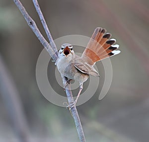 Oostelijke Rosse Waaierstaart, Eastern Rufous-tailed Scrub-robin, Cercotrichas galactotes familiaris/syriaca