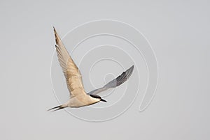 Oostelijke Visdief, (Siberian) Common Tern, Sterna hirundo longipennis