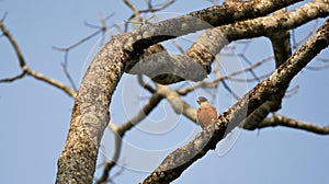 Oosterse Boomvalk, Oriental hobby, Falco severus