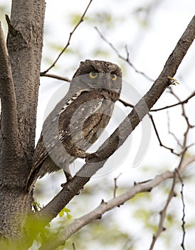 Oosterse Dwergooruil, Oriental Scops-Owl, Scops sunia