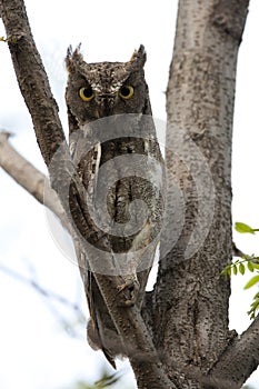 Oosterse Dwergooruil, Oriental Scops-Owl, Scops sunia