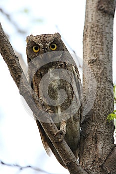 Oosterse Dwergooruil, Oriental Scops-Owl, Scops sunia