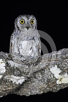 Oosterse Dwergooruil, Oriental Scops-Owl, Scops sunia