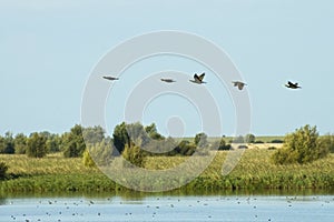 Oostvaardersplassen Flevopolder, Nederland / Netherlands photo