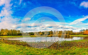 Oostvaardersplassen in Holland photo