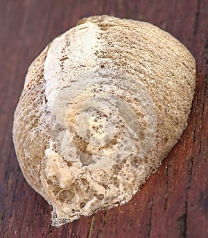 Ootheca of Praying Mantis