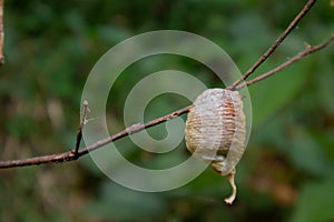Ootheca-praying mantis egg