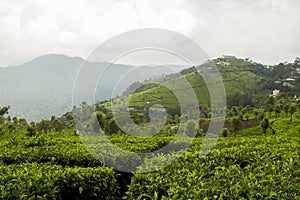 Ooty, India Tea Plantation