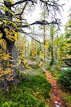 Opabin Hiking Trail Through Forest of Golden Larches at Lake O`Hara in the Canadian Rockies